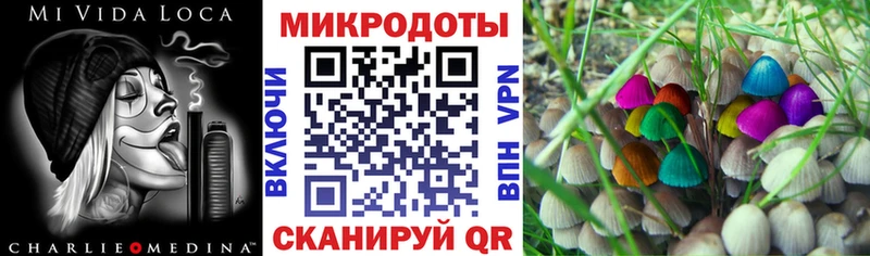 купить   Кашин  Галлюциногенные грибы Psilocybine cubensis 